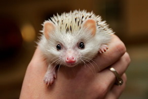 24 фотографии ёжиков,от которых ваш мимиметр лопнет!