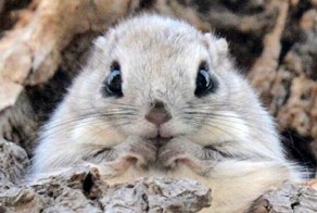 Японские летяги - самые очаровательные существа на Земле!