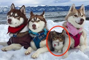 Кошка, которую спасли и вырастили хаски, теперь считает себя большой и отважной собакой