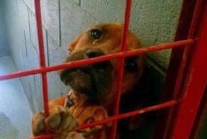 Фото этой печальной собаки разлетелось по Интернету, и всего  за несколько дней её жизнь изменилась
