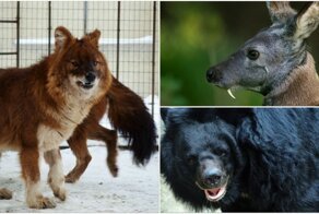 10 удивительных животных, которые обитают в России