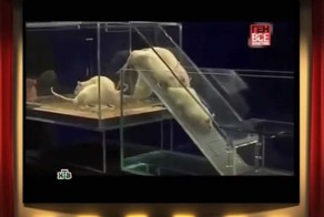 Белый лебедь и крысы