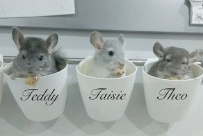 Эти очаровательные шиншиллята растопят ваше сердце!