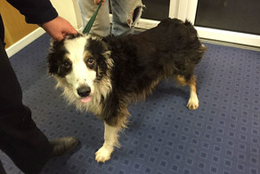 Собака шла почти 2 месяца и преодолела расстояние в 50 миль, чтобы найти своих хозяев