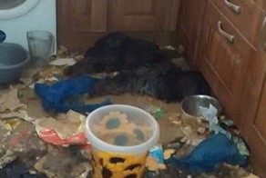 Жительница Ливерпуля уморила голодом двух собак