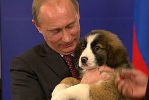 Минприроды позаботится о бойцовых петухах и домашних собаках