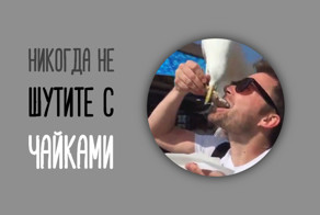 Лучше наткнуться на психопата с ножом, чем на... чайку