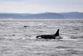 Прощай, Бабуля: скончалась старейшая косатка, рассекавшая просторы океана еще до "Титаника"