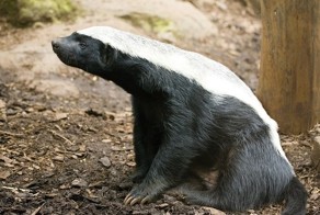 Медоед - агрессивный гопник из семейства куньих