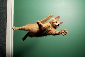 10 котеек,которые не знакомы с физикой