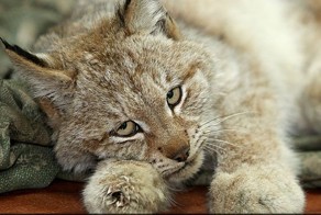 Раненая рысь пришла за помощью к людям