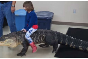 Катание маленькой девочки на 2-метровом аллигаторе возмутило Интернет-сообщество