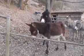 Технарь и гуманитарии в животном мире