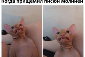 Смешные картинки с надписями