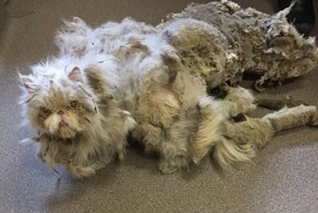 Невероятное преображение кота, который чуть не умер под тяжестью собственной шерсти
