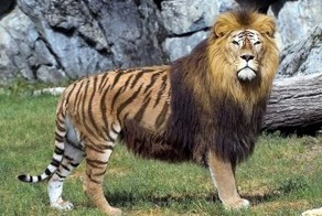 Самые известные гибриды животных в мире