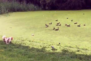 Пёс узнает страшную правду о поляне с уточками