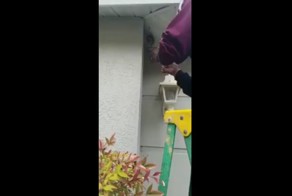 Мужчина уничтожил осиное гнездо голыми руками