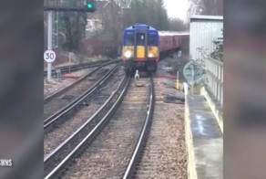 И пусть весь мир подождет: гуляющий по железнодорожным путям лебедь стал причиной задержки поезда 