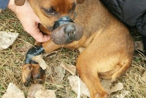Живодер, который обрек собачку на жуткую смерть, получил по заслугам
