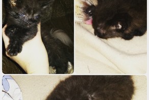 Это было облезлое худое нечто, похожее на комочек грязи