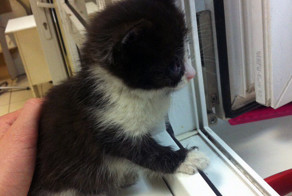 Ее мама-кошка вынесла из подвала и умоляла людей забрать единственного выжившего котенка