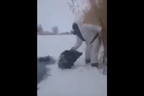 «Вот это зайцев погоняли мы!» Охотник спас провалившихся под лёд кабанов