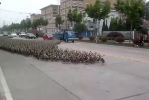 Доставка своим ходом: 5000 армия уток шагает по улице