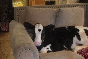 Телёнок притворяется собакой