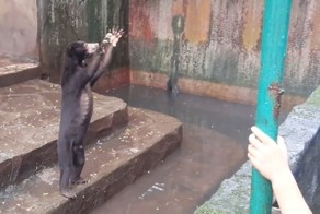 Замученные голодом медведи шокировали посетителей зоопарка