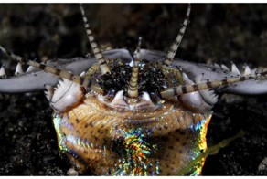 Зачем снимать ужастики, когда есть такие документальные фильмы