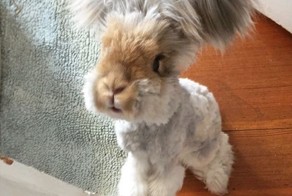 Кролик Уолли на пике популярности