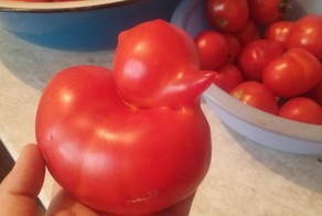 19 фотографий продуктов, которые удивят вас