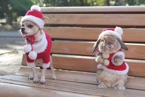 PuiPui — самый стильный кролик в мире