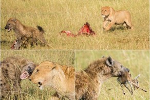 Стая гиен пыталась отнять добычу у двух львов