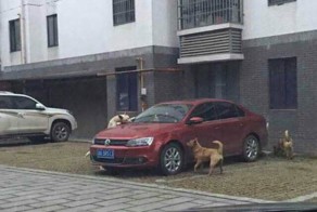 Не на того напал
