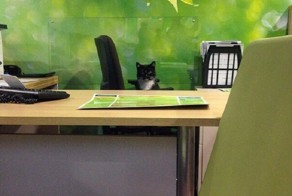  20 неожиданных мест, где котов не ждали, но они появились