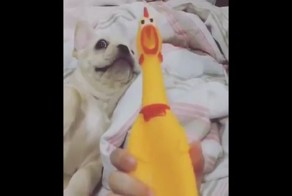 Эта собака, которая пытается перекричать резиновую курицу сделает ваш день