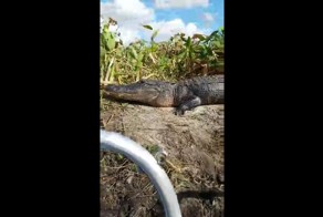 Аллигатор прыгнул в лодку к подплывшим слишком близко туристам