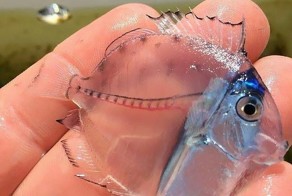 Фантастические твари: прозрачные животные, в существование которых верится с трудом