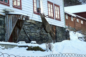 В Норвегии олень ежедневно навещает семью в знак благодарности за спасение