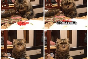 Порция прикольных картинок