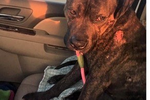 Его использовали в качестве мишени для стрельбы, но он все равно верит людям