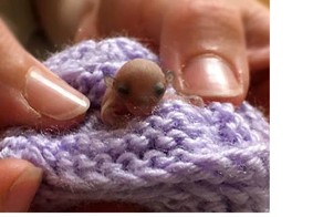 Собаки нашли в грязи это крошечное создание