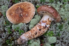 Как выглядит самая дорогая еда в мире. 10 самых дорогих продуктов