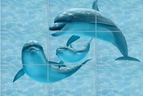 Когда никогда не видел дельфинов