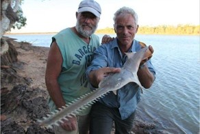 Скат-пилорыл или рыба-пила