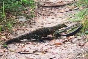 Схватку варана и змеи сняли на видео