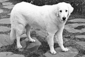 Топ 10 самые большие породы собак в мире