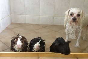 27 смешных собак, сфотографированных до и после принятия ванны